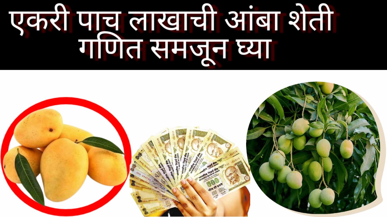 Mango farming एकरी पाच लाखाची शेती