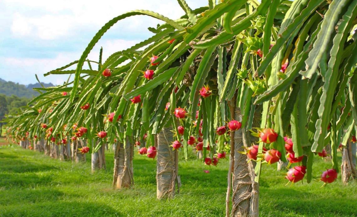 Ho to Dragon fruit farming: अशा पद्धतीने करा ड्रॅगन फ्रुट ची लागवड