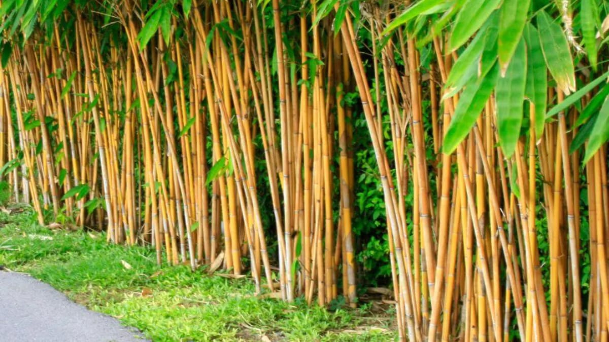 Bamboo farming : बांबू लागवड एकरी उत्पन्न 4लाख रुपये 