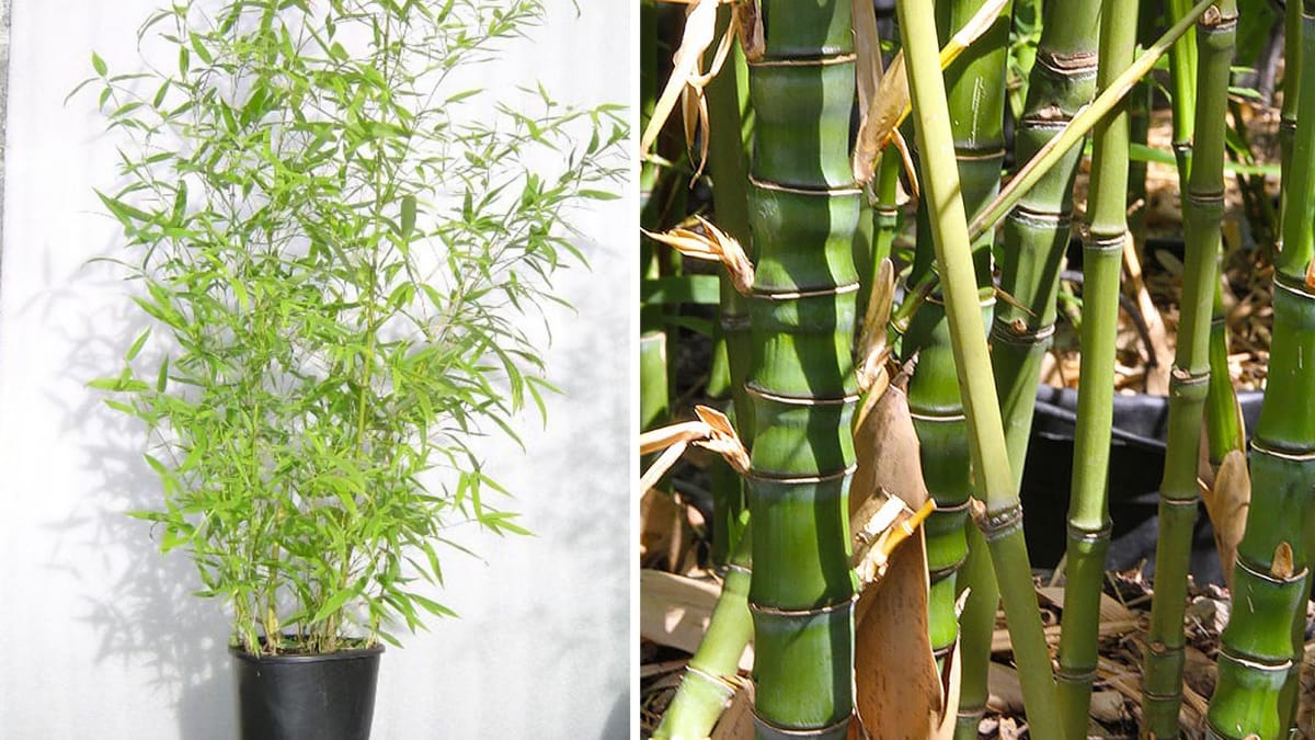 Bamboo farming : बांबू लागवड एकरी उत्पन्न 4लाख रुपये 