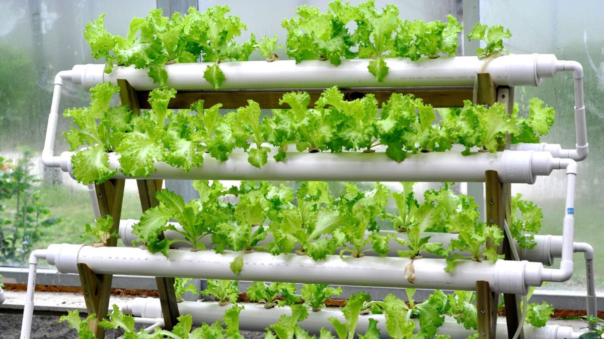 what is hydroponics farming : हायड्रोपोनिक्स म्हणजे काय ?