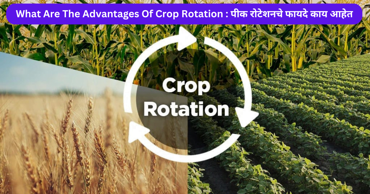 What Are The Advantages Of Crop Rotation : पीक रोटेशनचे फायदे काय आहेत 2024