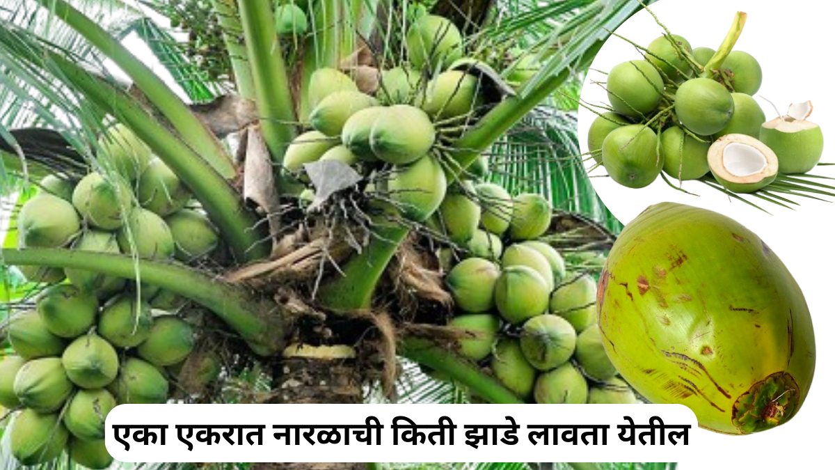 how many coconut trees can be planted in 1 acre 1 एकरात नारळाची किती झाडे लावता येतील