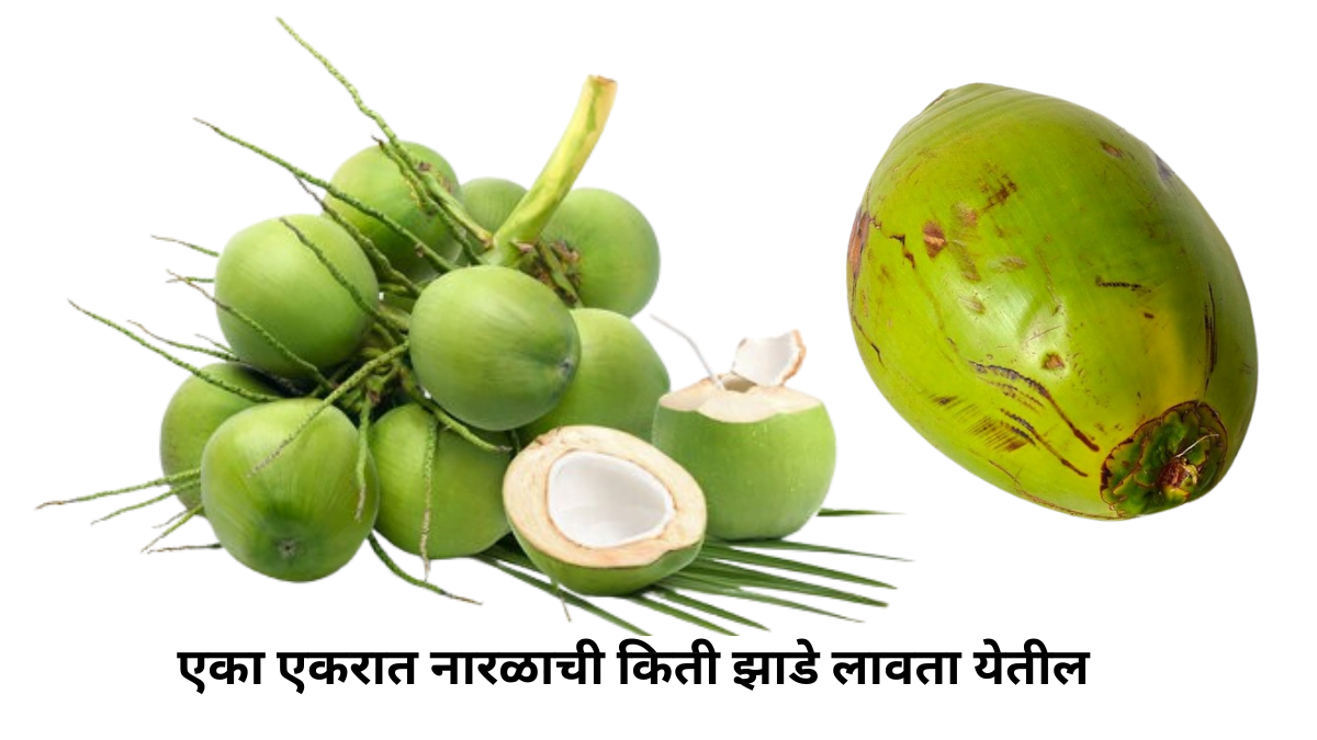  how many coconut trees can be planted in 1 acre 1 एकरात नारळाची किती झाडे लावता येतील