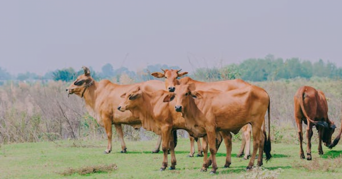 What Is Cattle Farming पशुपालन म्हणजे काय 2024