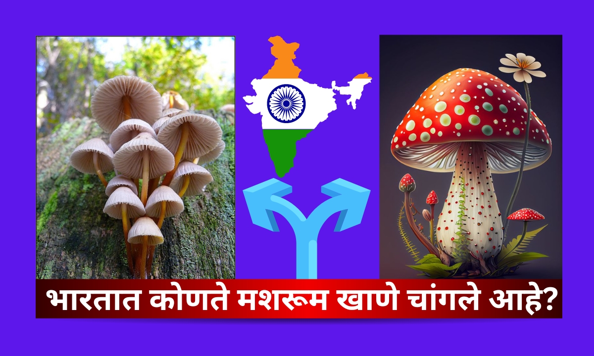 Which mushroom is best to eat in India