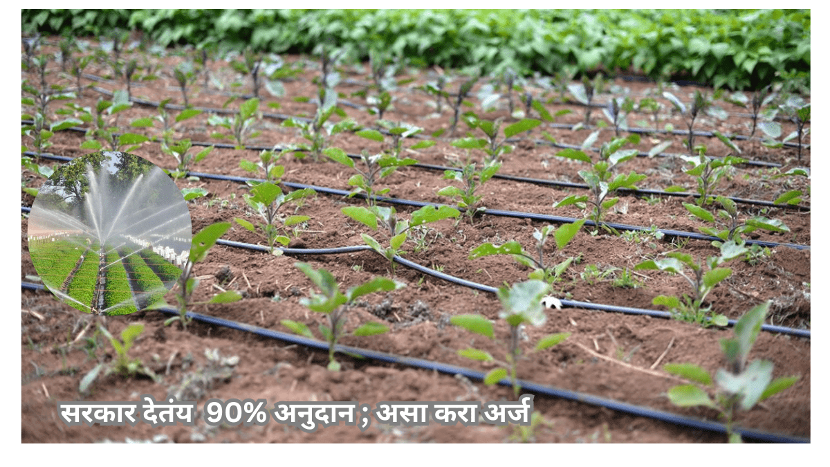 Drip Irrigation | ठिबक आणि तुषार सिंचनवर सरकार देतंय 90% अनुदान ; असा करा अर्ज